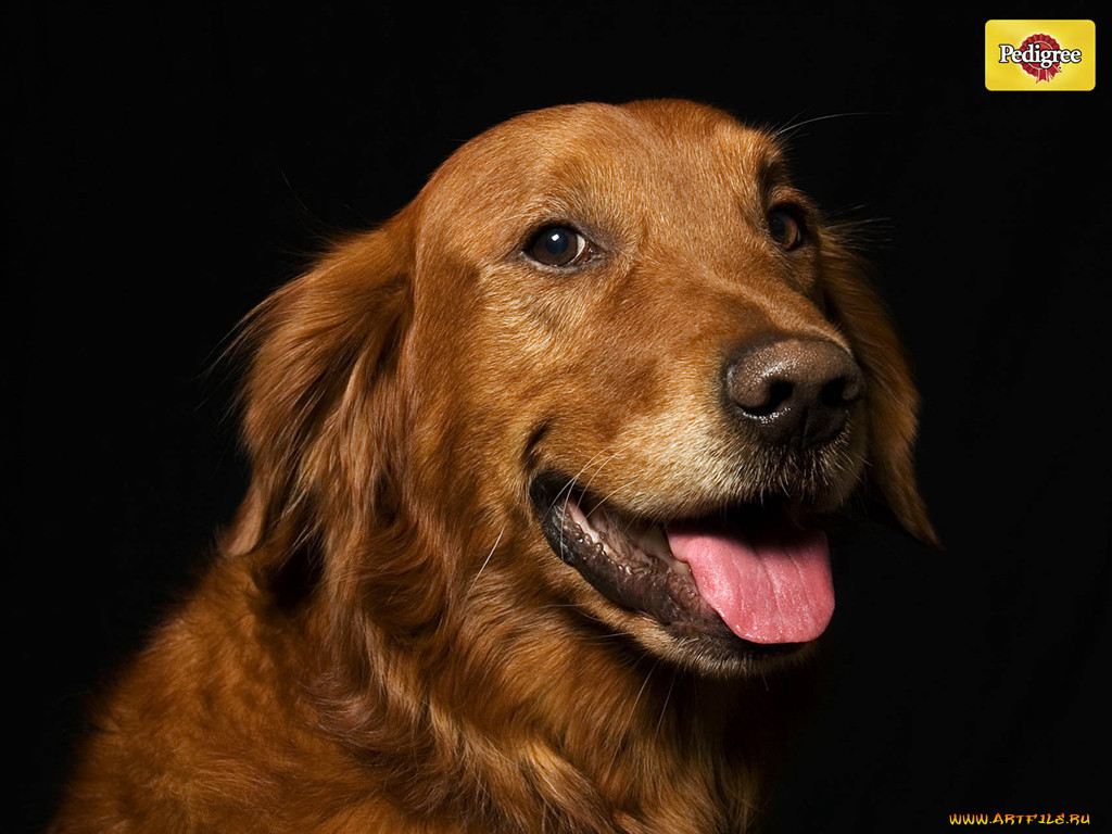 , pedigree